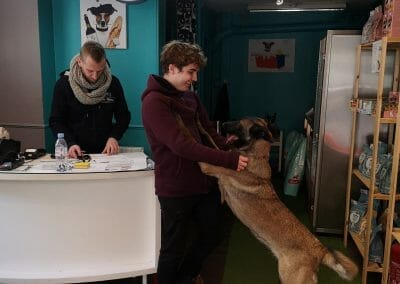 Animal Work Experience Abroad Dog Groomers